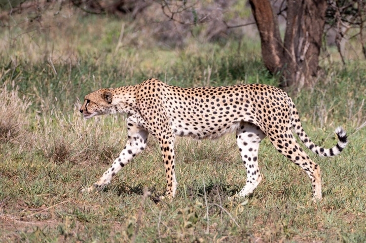       A cheetah walking gracefully through grassy plains.
  