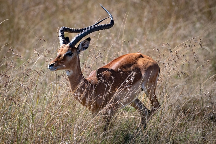       A gazelle with prominent horns standing amidst tall grass.
  