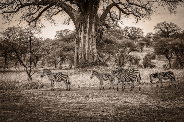       Sepia-toned image of zebras gathered under a large tree.
  
