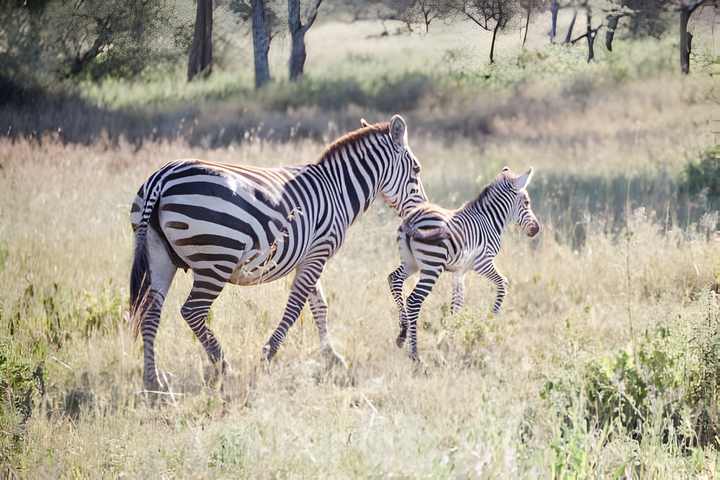 A zebra and its foal walking through tall grass in the savannah.