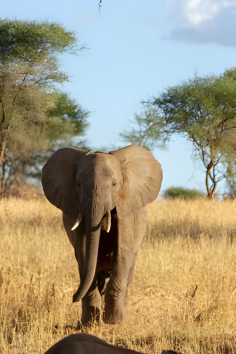       An elephant walking through the savannah with dry grass surrounding it.
  
