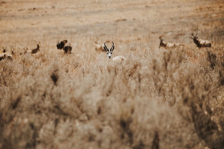       Antelope peeking through tall dry grass in a vast landscape.
  