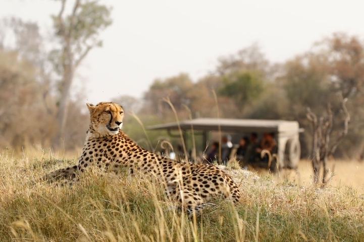       Cheetah resting on a mound with a safari vehicle in the background.
  