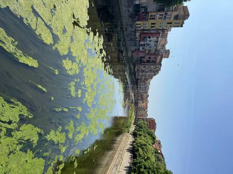 River with algae, surrounded by buildings.