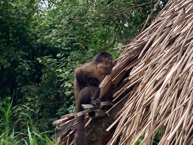 Monkey resting on a thatched roof.