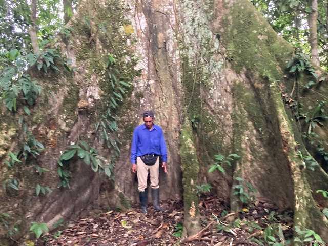 Person standing next to a large tree in a forest.