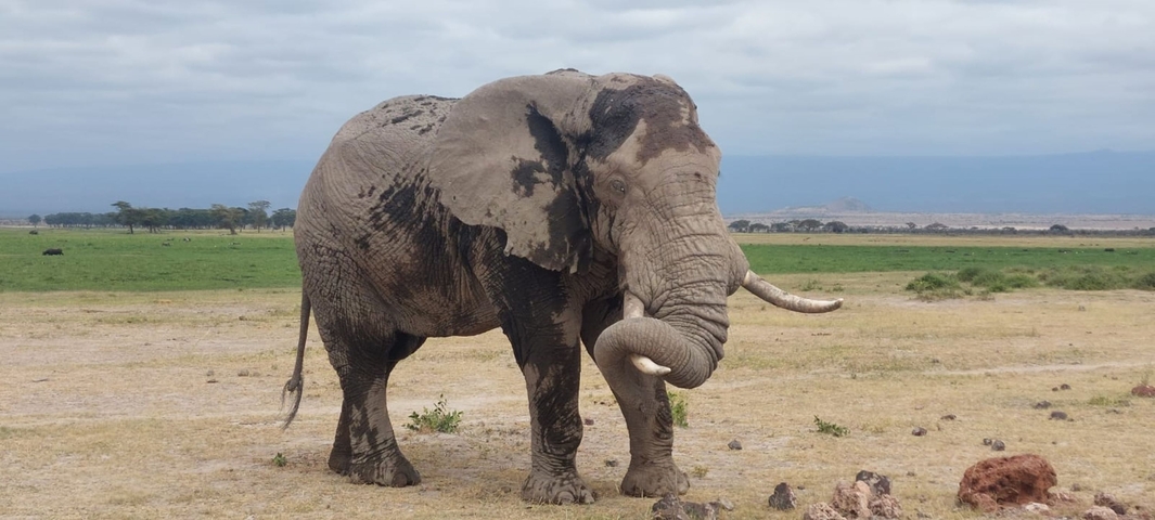 Elephant standing on a savanna with mountains in the background.