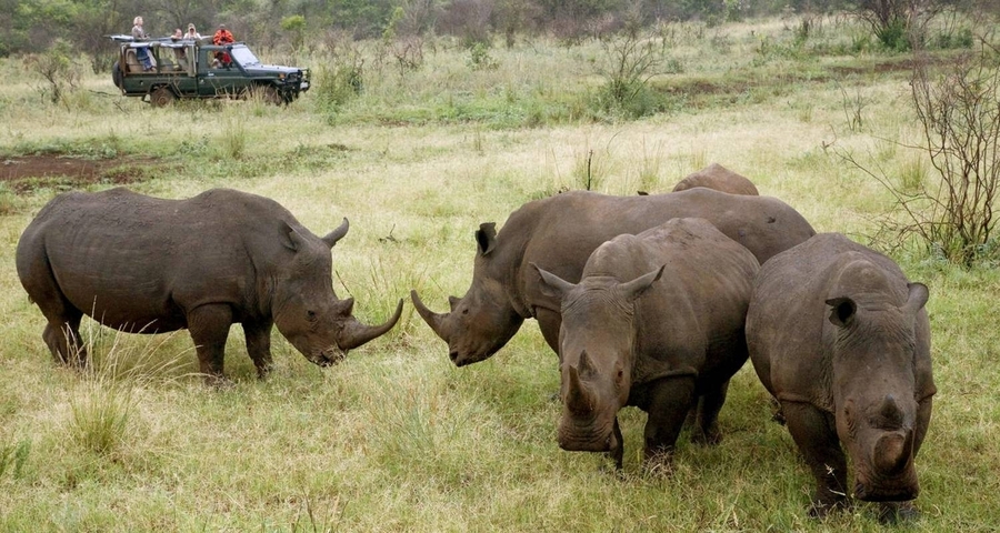 Group of rhinos with a safari vehicle in the background.