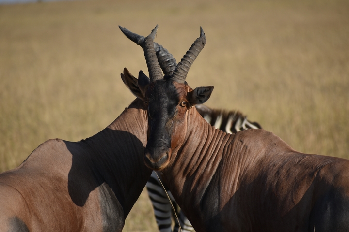       Close-up of an antelope with zebras in the background.
  