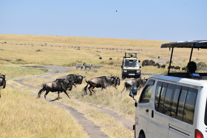       Safari vehicles escorting a herd of wildebeest and zebras.
  