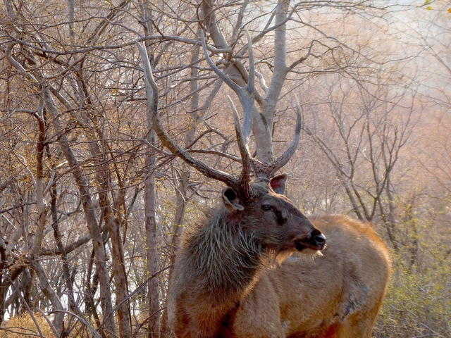 A deer with large antlers amidst trees.