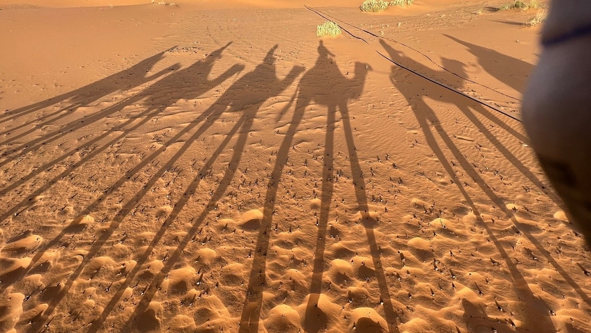       Camel shadows cast on the desert sand.
  