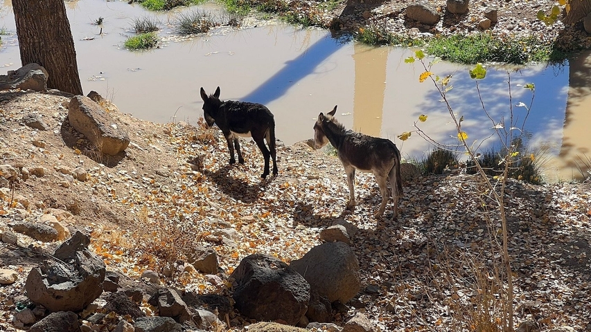       Two donkeys near water in a rocky and grassy area.
  