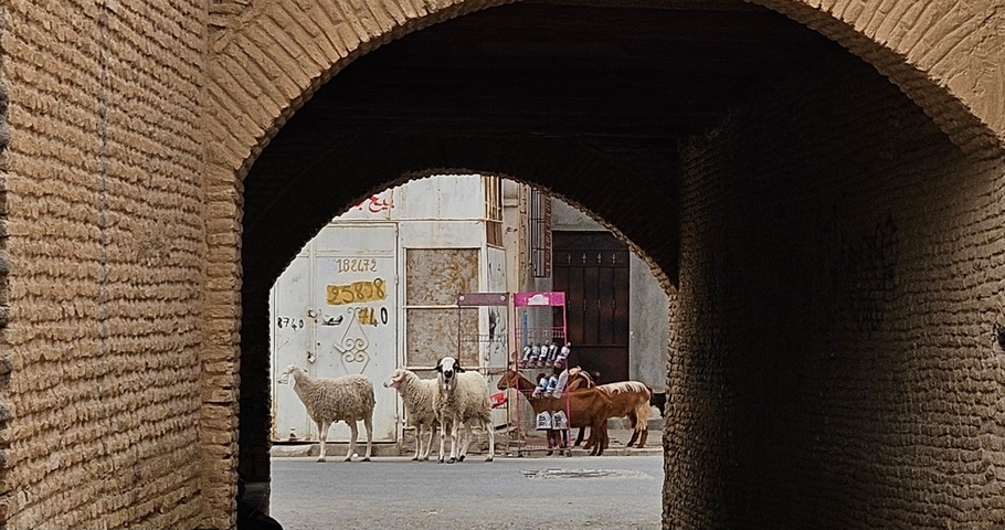 View through an archway to a street with sheep.