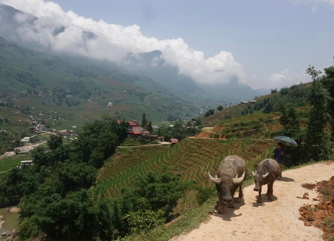 Scenic view of rice terraces with buffalos.