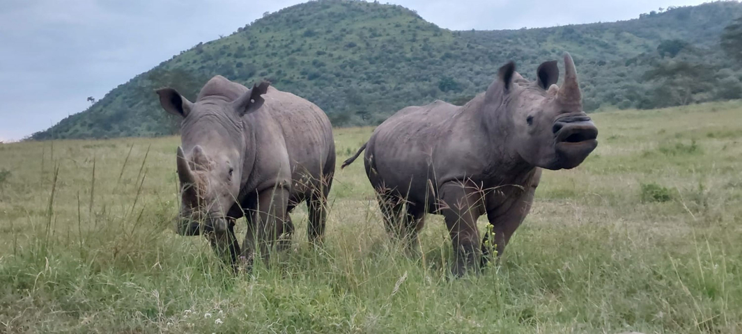 Two rhinoceroses grazing in a grassy field with hills in the background.
