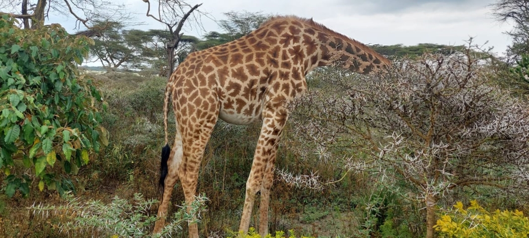 Giraffe eating leaves from a tall bush in the savanna.