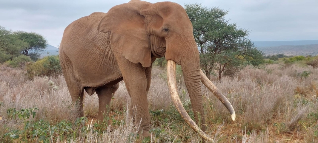 Elephant with large tusks walking in the savanna.
