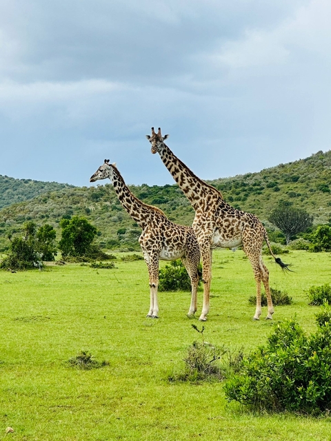 Two giraffes standing closely together in a grassy field.