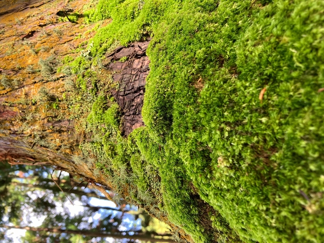       Close-up of moss growing on tree bark.
  