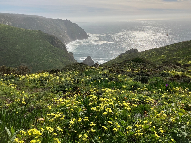       Scenic coastal landscape with vibrant wildflowers and ocean views.
  