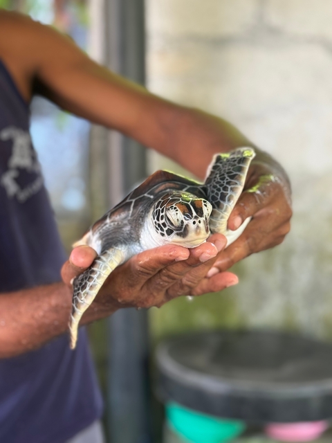       A person holding a turtle.
  