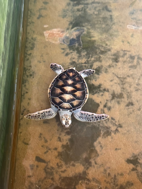      A turtle swimming in water.
  