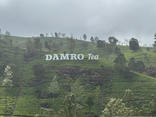       A tea plantation with a 'Damro Tea' sign.
  