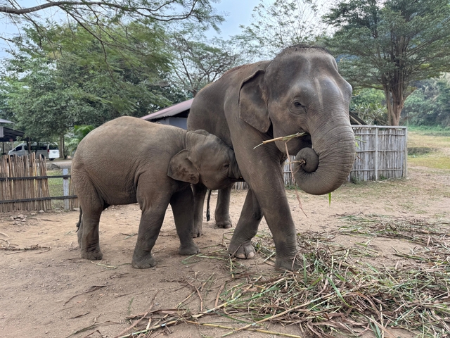 Elephant and calf playfully interacting in an enclosure.