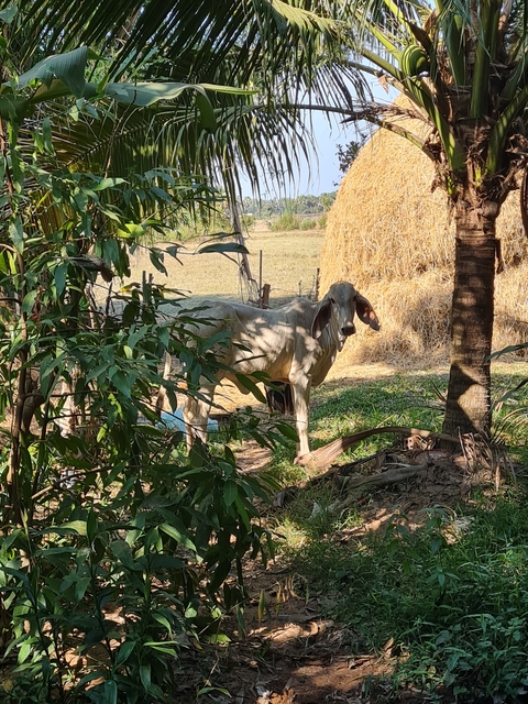       A cow in a rural setting with lush vegetation.
  