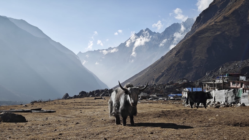 A yak standing in a mountainous landscape.