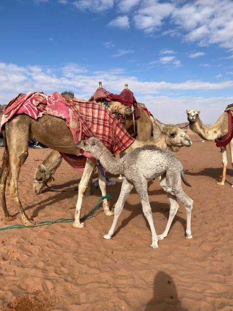      Camels and a calf in a sandy desert landscape.
  