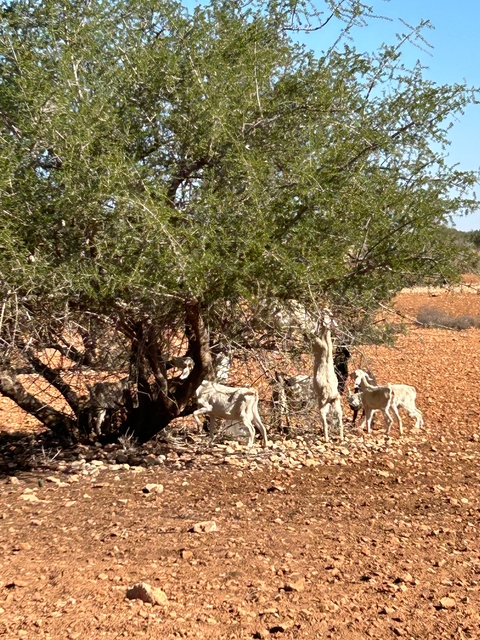 Goats climbing an argan tree in a dry landscape.
