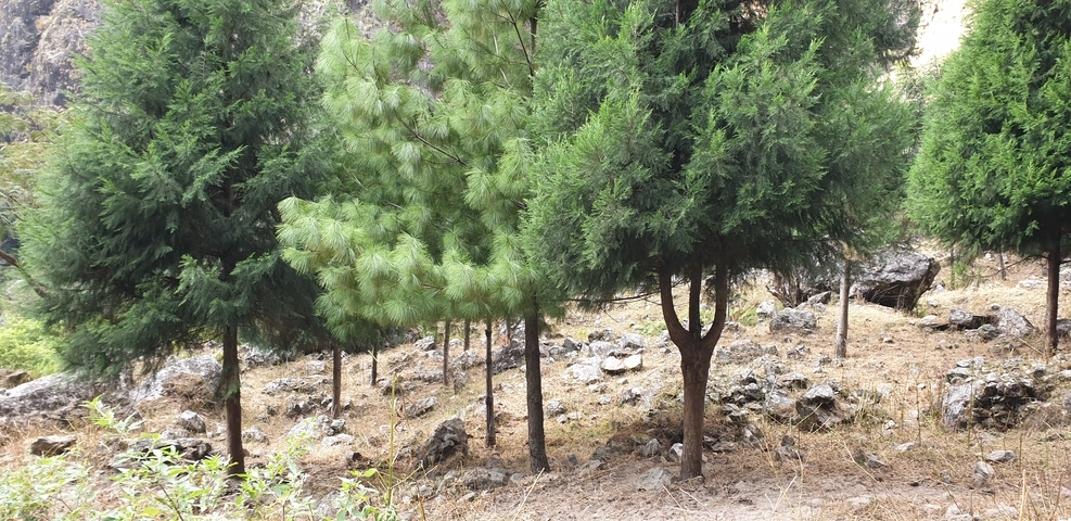 Dense pine trees in a forest setting.