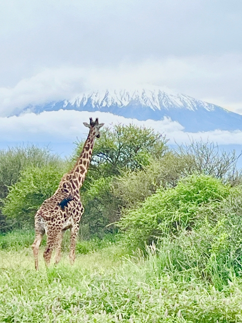Giraffe with a mountainous background.