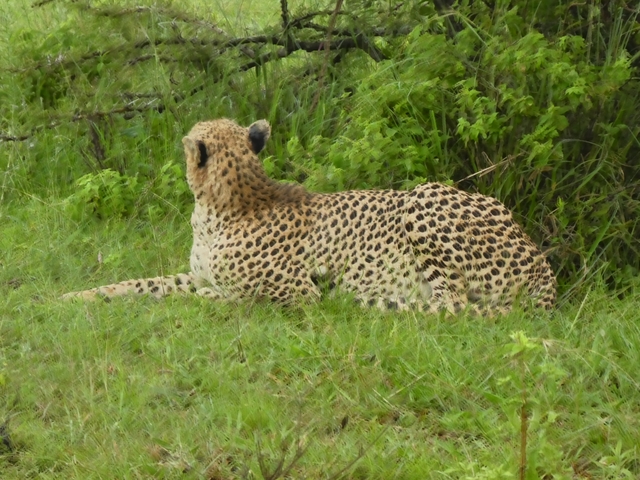 Cheetah lying on the grass, facing away.