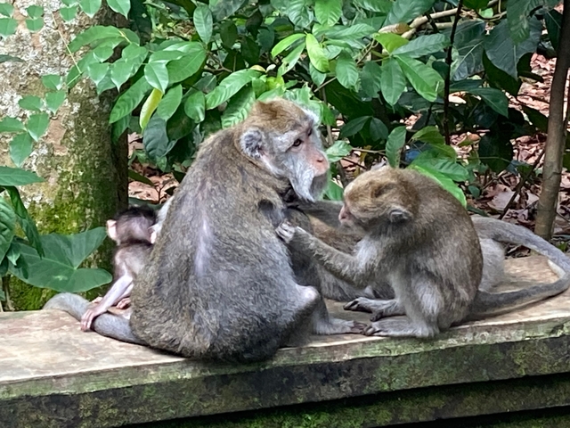 Monkeys sitting on a stone bench in a jungle setting.
