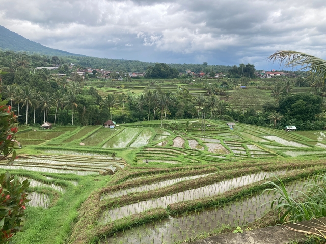 Lush rice terraces stretching across a valley.