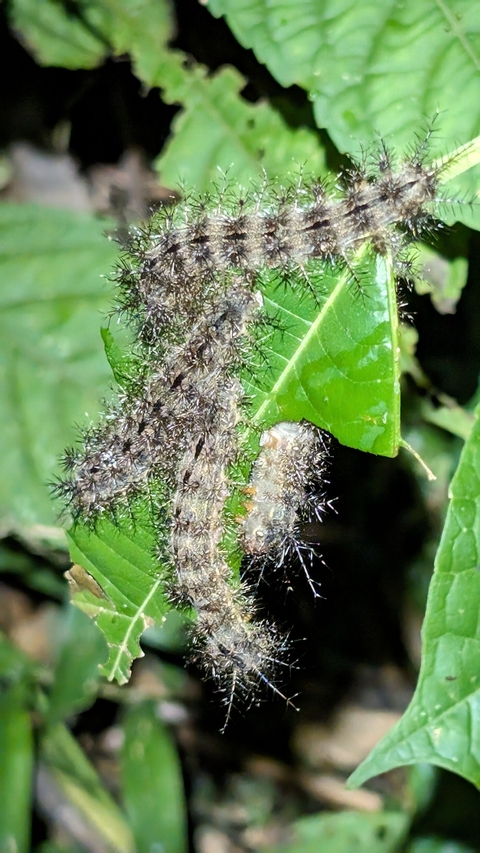       Caterpillars with spines on a leaf.
  
