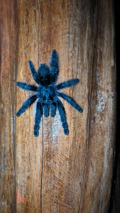       Blue tarantula on wooden surface.
  