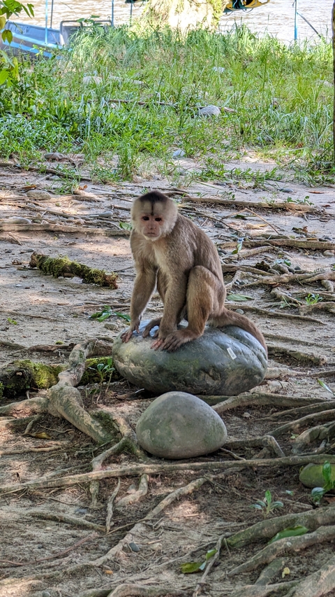 Capuchin monkey sitting on a large rock.