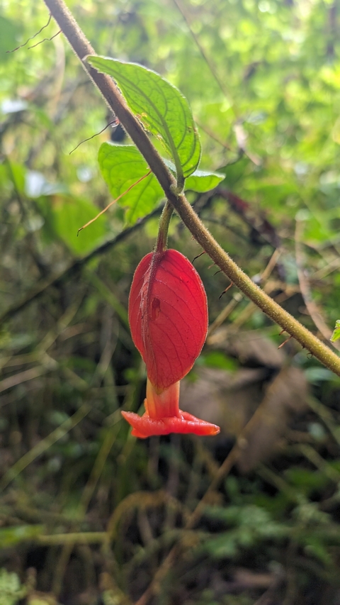       Close-up of a red flower bud.
  