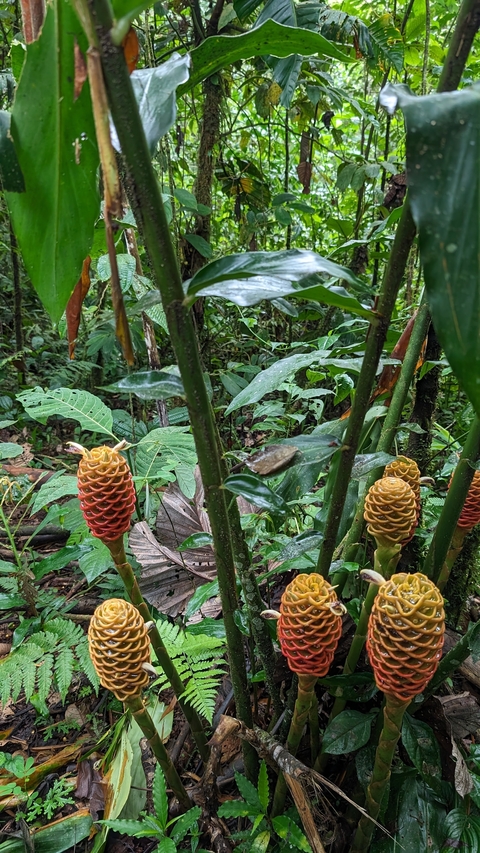 Exotic plants in a lush green environment.