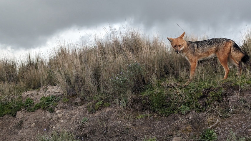      Fox walking along a grassy ridge.
  
