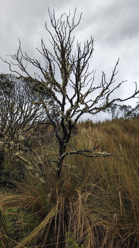       Leafless tree with moss in a grassy area.
  