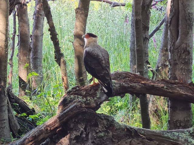 Bird perched on a branch in a wooded area.