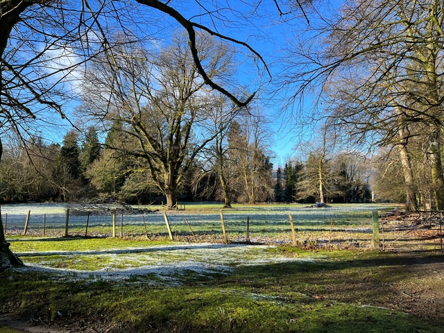 Snow-dusted park with trees and a fence.