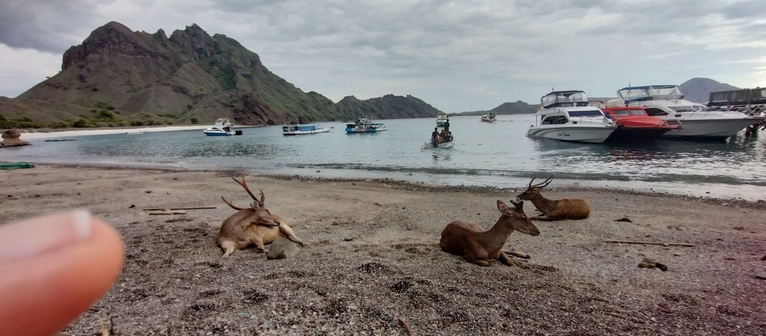 Beach with resting deer and boats at sea.