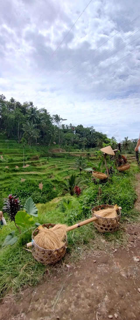       Rice terraces with a person observing nature.
  