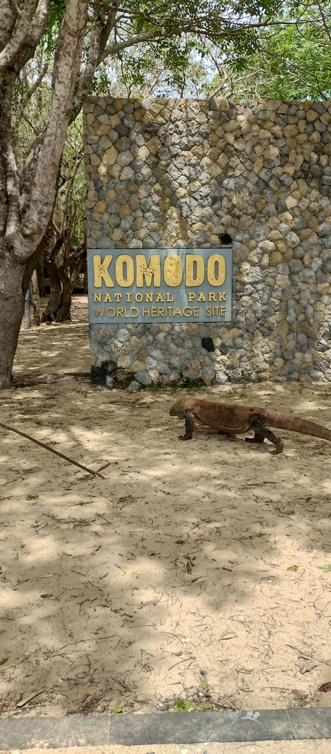       Komodo dragon walking by a national park sign.
  
